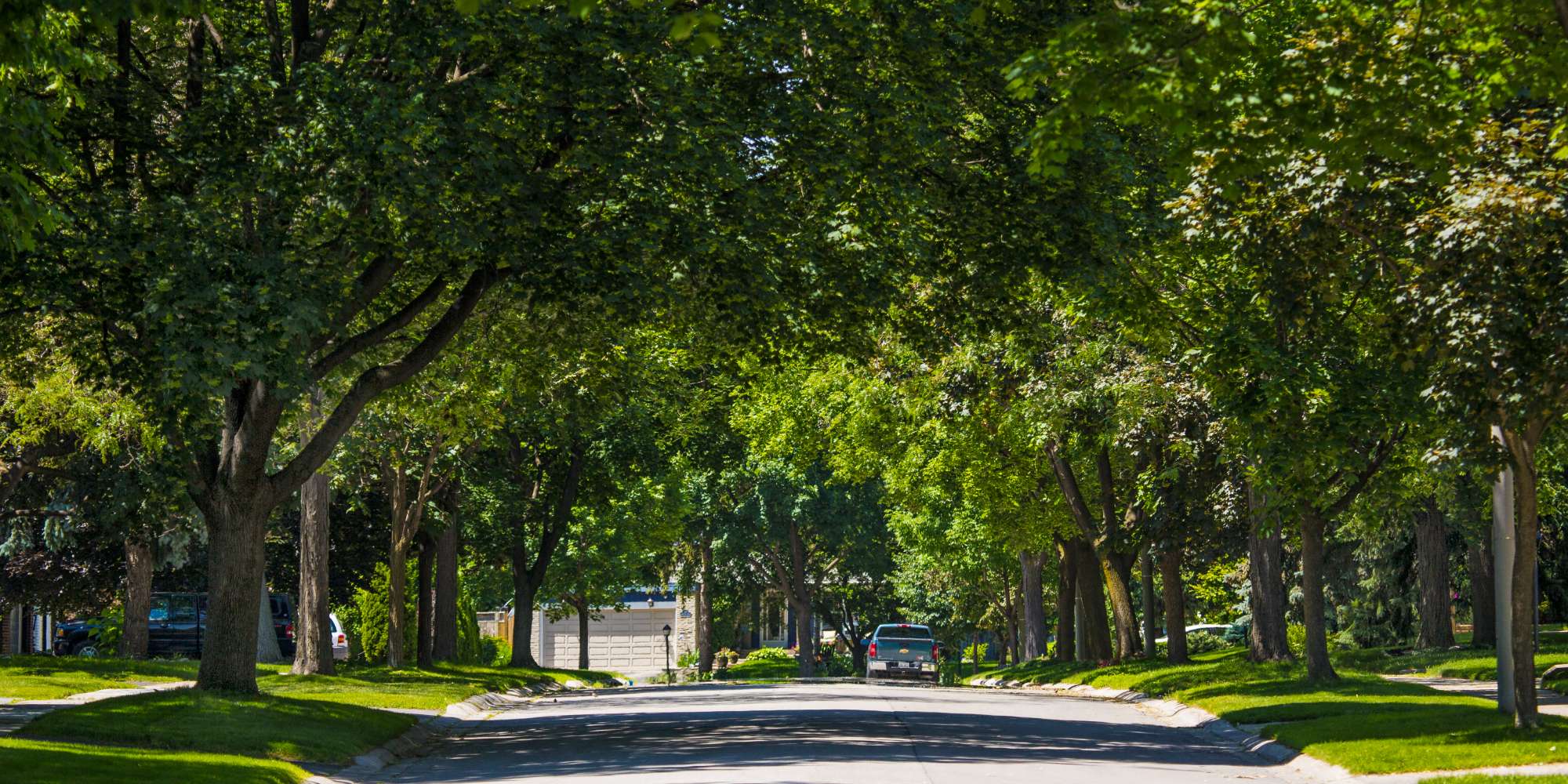 Tree-lined residential street with mature trees in Applewood Mississauga