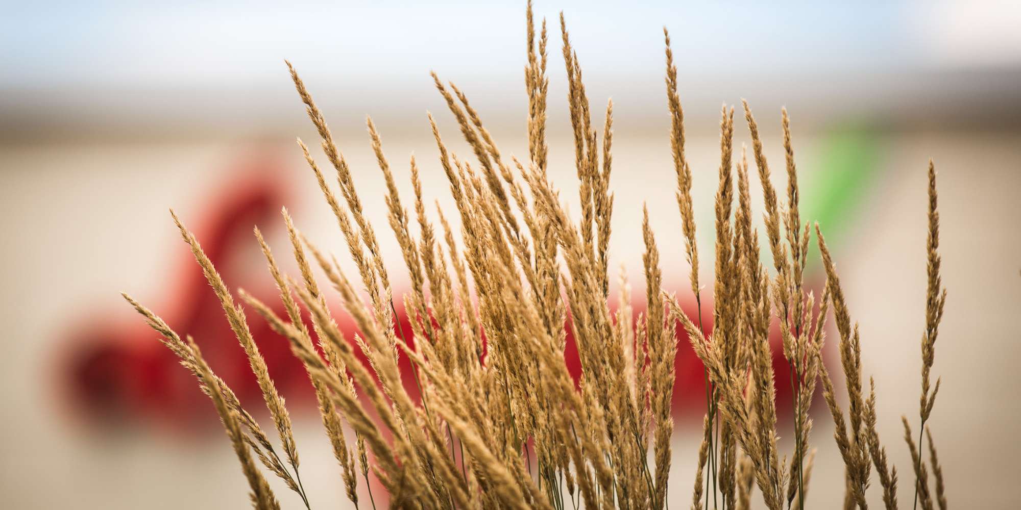 Natural tall grass area and green space in Rathwood neighbourhood Mississauga