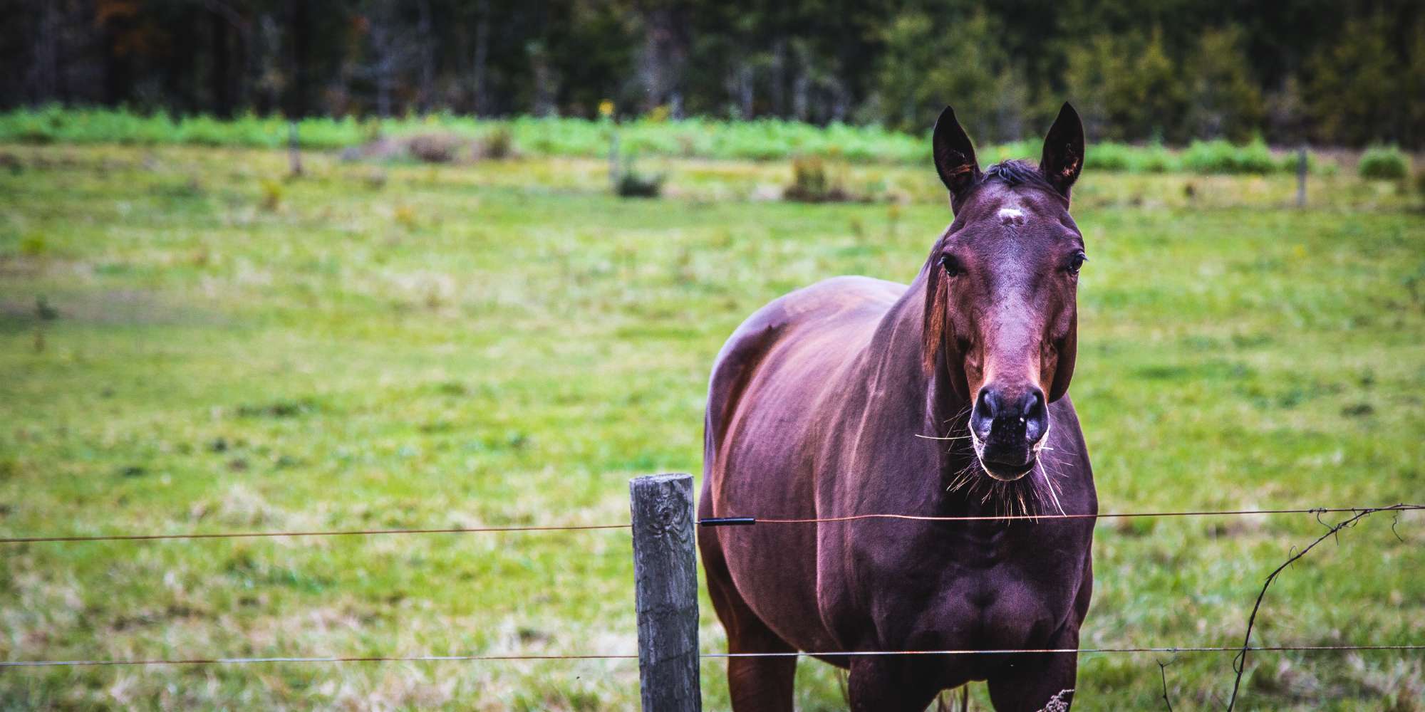 Horse on a rural property in the Brookville neighbourhood of Milton Ontario