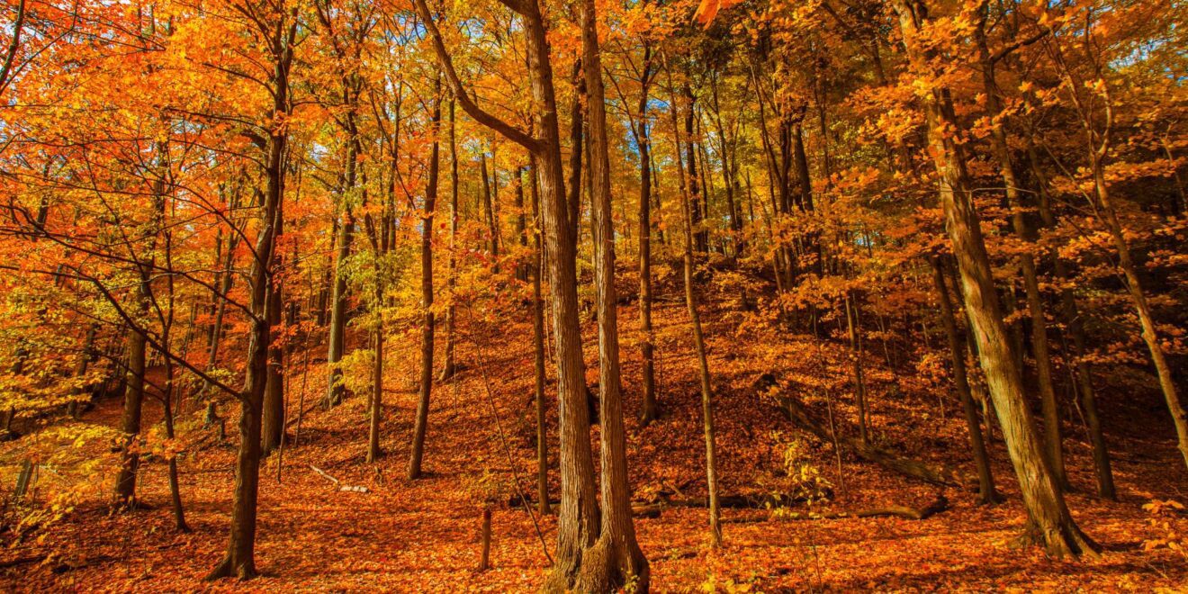 Autumn trees and natural scenery in Erindale neighbourhood Mississauga