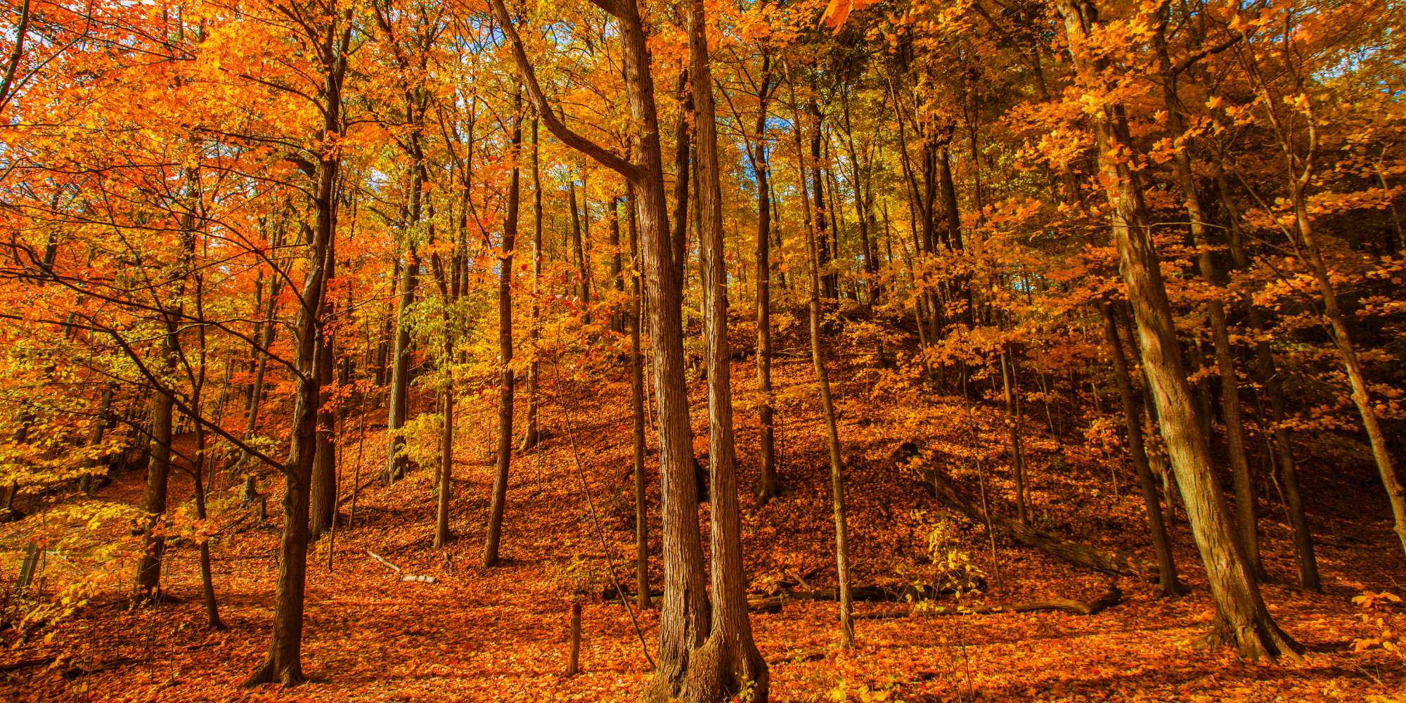 Autumn trees and natural scenery in Erindale neighbourhood Mississauga