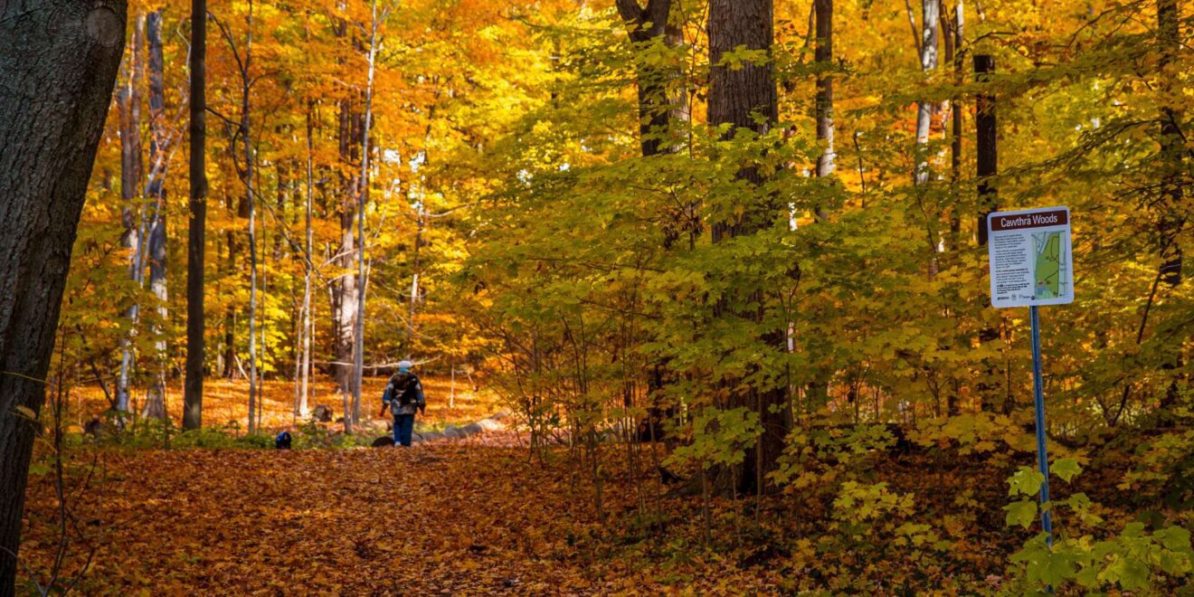 Autumn trees with fall foliage in Lakeview neighbourhood Mississauga