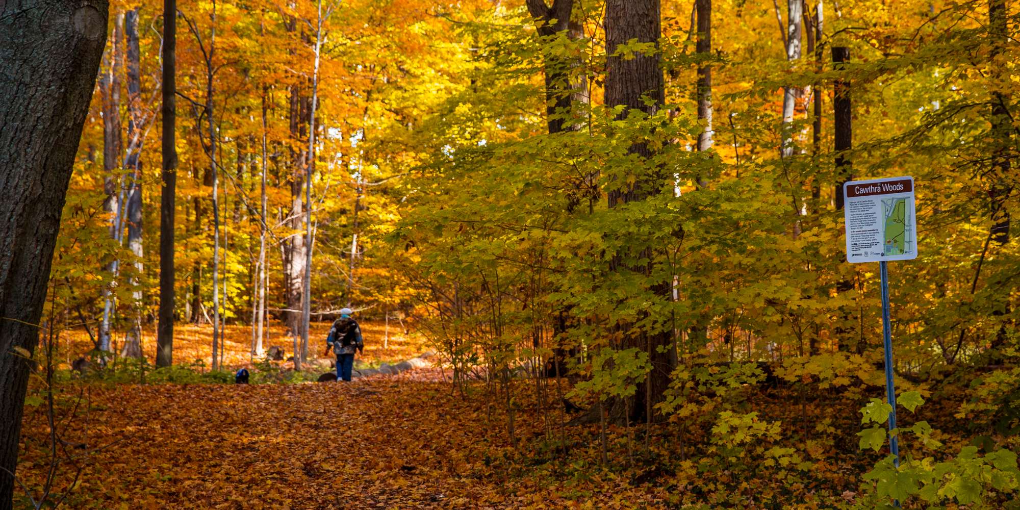 Autumn trees with fall foliage in Lakeview neighbourhood Mississauga